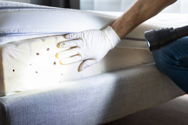 Best Pest Control Treatment  in Colwich, KS